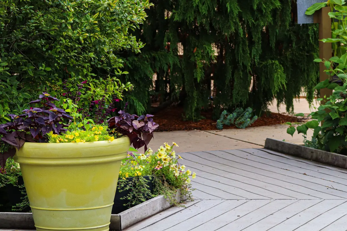 Terrasse en bois grisée avant nettoyage