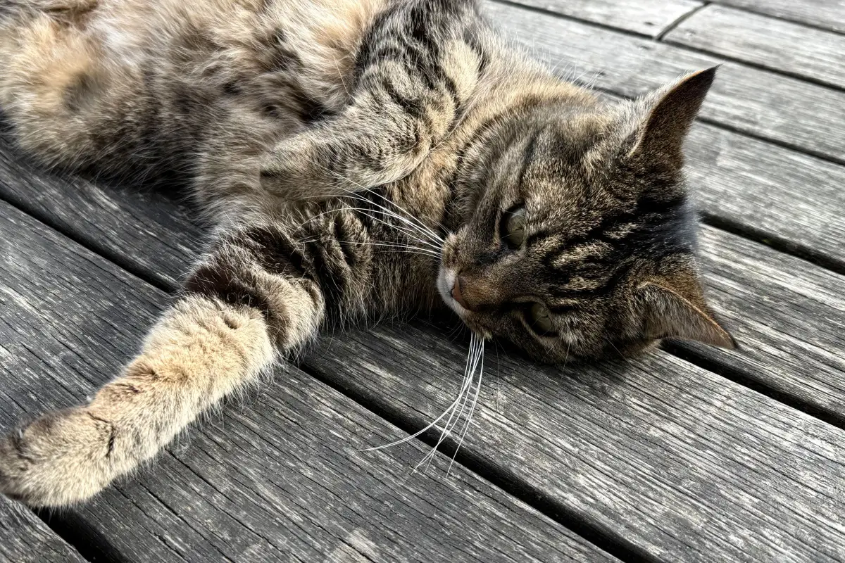 Chat allongé sur une terrasse en bois grisée