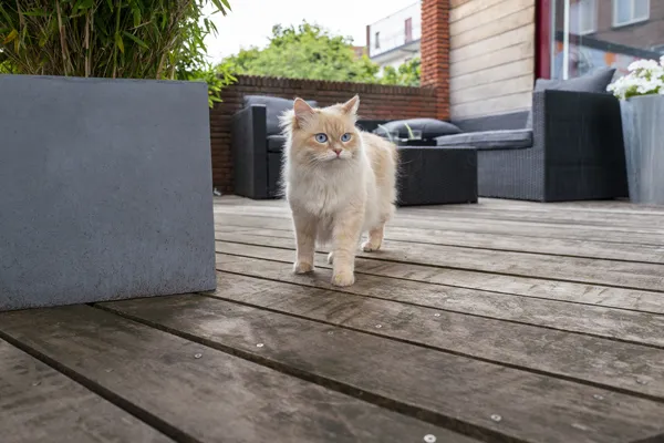 Terrasse en Bois Beausoleil 06240